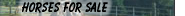 Horses For Sales