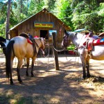 California_Guest_Ranch_Horses