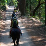 Mine_Trail_Coffee_CreeK_California